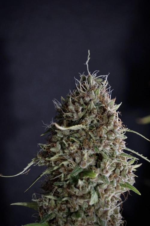 Dognabis 035 Permanent Marker (Zamnesia). Week 14 - PM #1