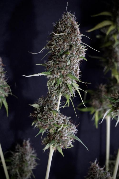 Dognabis 035 Permanent Marker (Zamnesia). Week 14 - PM #1