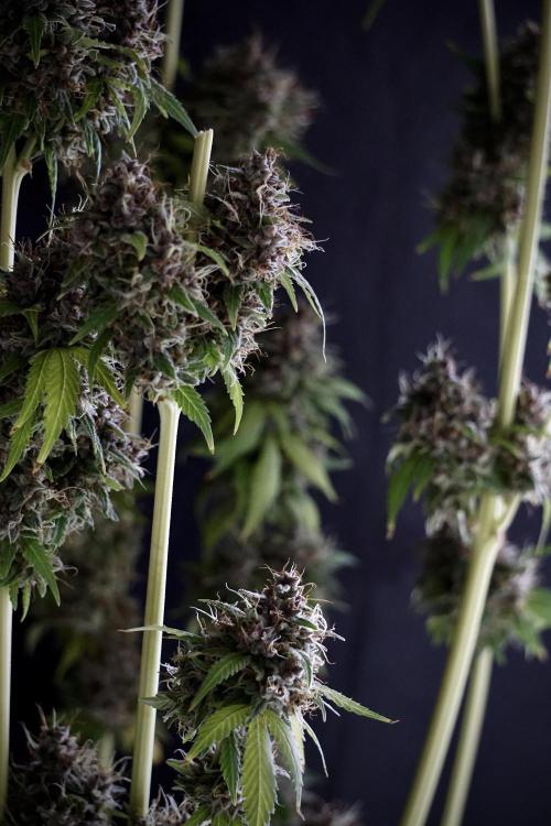 Dognabis 035 Permanent Marker (Zamnesia). Week 14 - PM #1