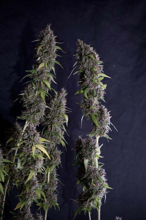 Dognabis 035 Permanent Marker (Zamnesia). Week 14 - PM #1