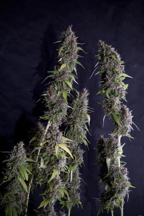 Dognabis 035 Permanent Marker (Zamnesia). Week 14 - PM #1