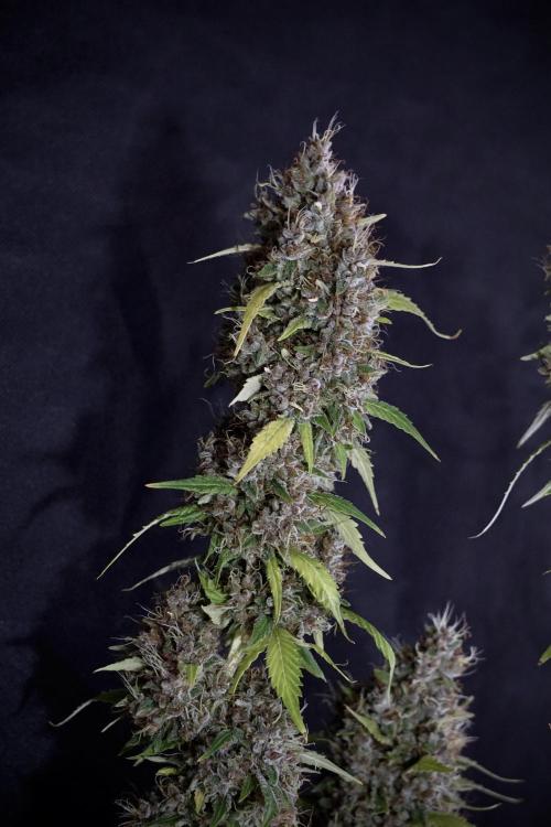 Dognabis 035 Permanent Marker (Zamnesia). Week 14 - PM #1