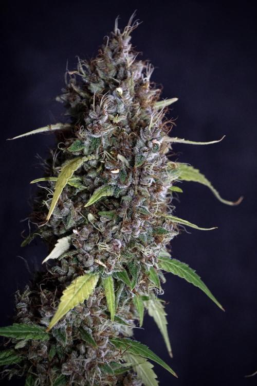 Dognabis 035 Permanent Marker (Zamnesia). Week 14 - PM #1