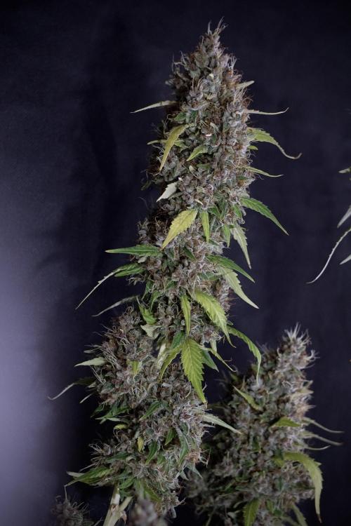 Dognabis 035 Permanent Marker (Zamnesia). Week 14 - PM #1