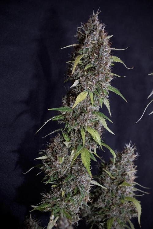 Dognabis 035 Permanent Marker (Zamnesia). Week 14 - PM #1