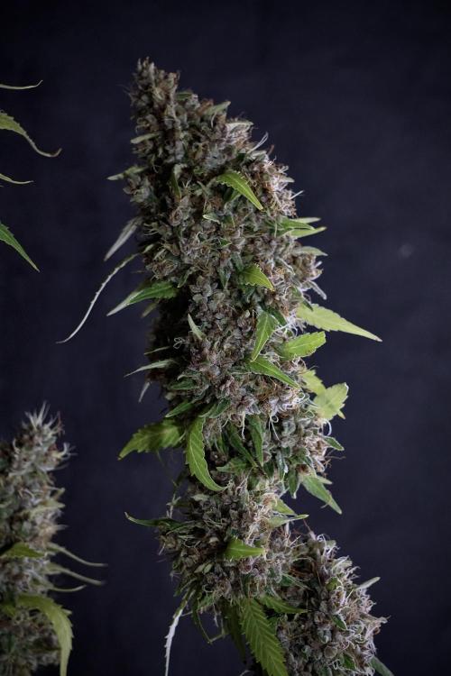 Dognabis 035 Permanent Marker (Zamnesia). Week 14 - PM #1