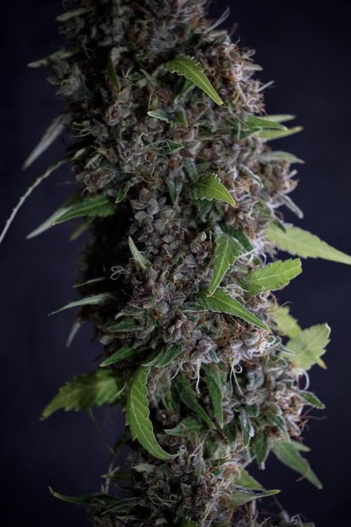 Dognabis 035 Permanent Marker (Zamnesia). Week 14 - PM #1