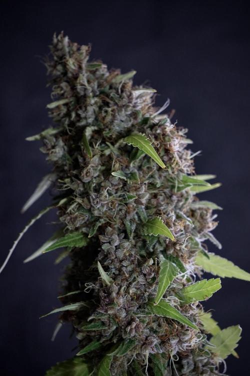 Dognabis 035 Permanent Marker (Zamnesia). Week 14 - PM #1