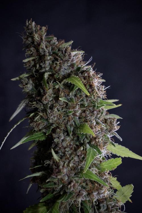 Dognabis 035 Permanent Marker (Zamnesia). Week 14 - PM #1