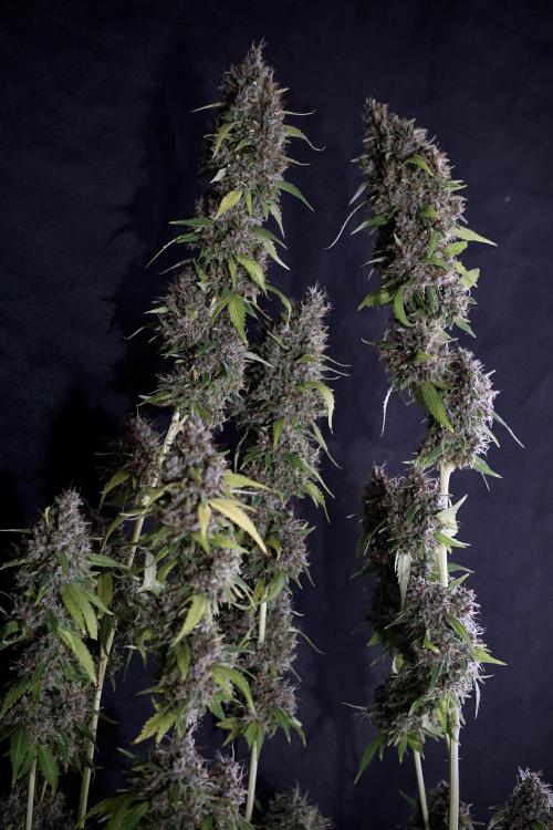 Dognabis 035 Permanent Marker (Zamnesia). Week 14 - PM #1