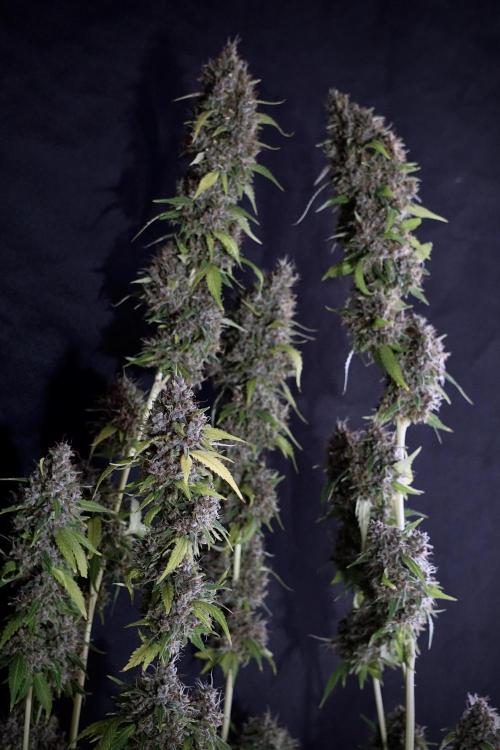 Dognabis 035 Permanent Marker (Zamnesia). Week 14 - PM #1