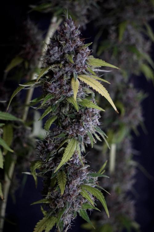 Dognabis 035 Permanent Marker (Zamnesia). Week 14 - PM #1