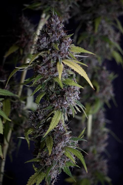 Dognabis 035 Permanent Marker (Zamnesia). Week 14 - PM #1