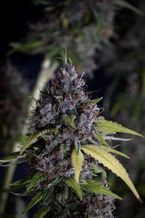 Dognabis 035 Permanent Marker (Zamnesia). Week 14 - PM #1