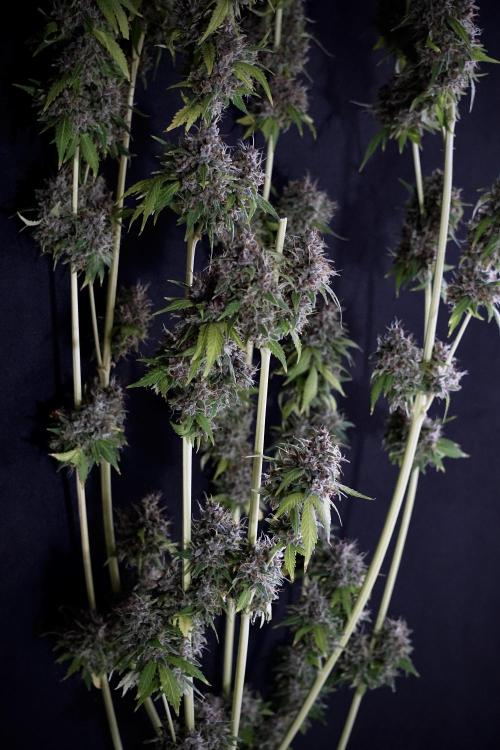 Dognabis 035 Permanent Marker (Zamnesia). Week 14 - PM #1