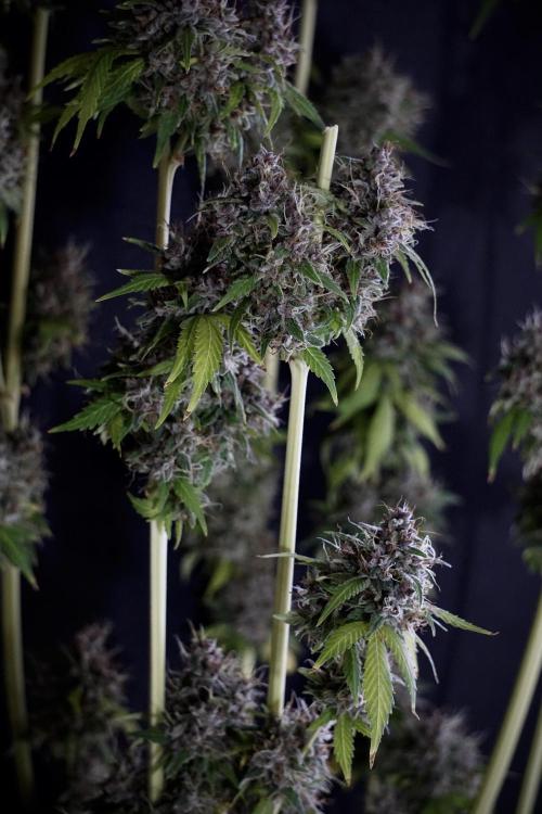 Dognabis 035 Permanent Marker (Zamnesia). Week 14 - PM #1