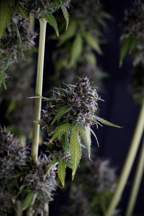 Dognabis 035 Permanent Marker (Zamnesia). Week 14 - PM #1