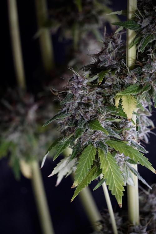 Dognabis 035 Permanent Marker (Zamnesia). Week 14 - PM #1