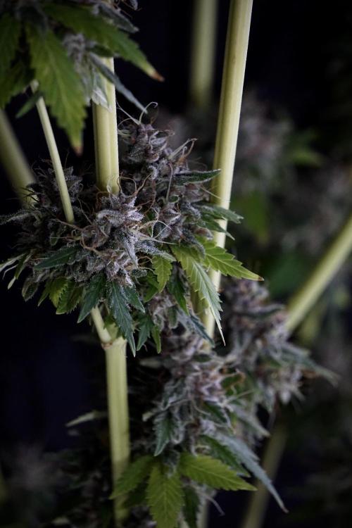 Dognabis 035 Permanent Marker (Zamnesia). Week 14 - PM #1