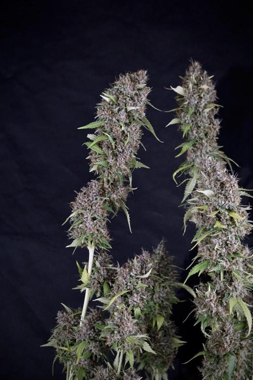 Dognabis 035 Permanent Marker (Zamnesia). Week 14 - PM #1