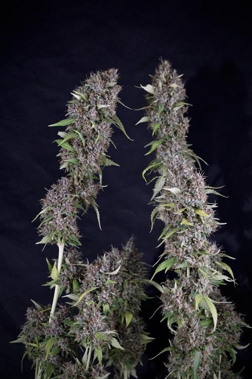 Dognabis 035 Permanent Marker (Zamnesia). Week 14 - PM #1