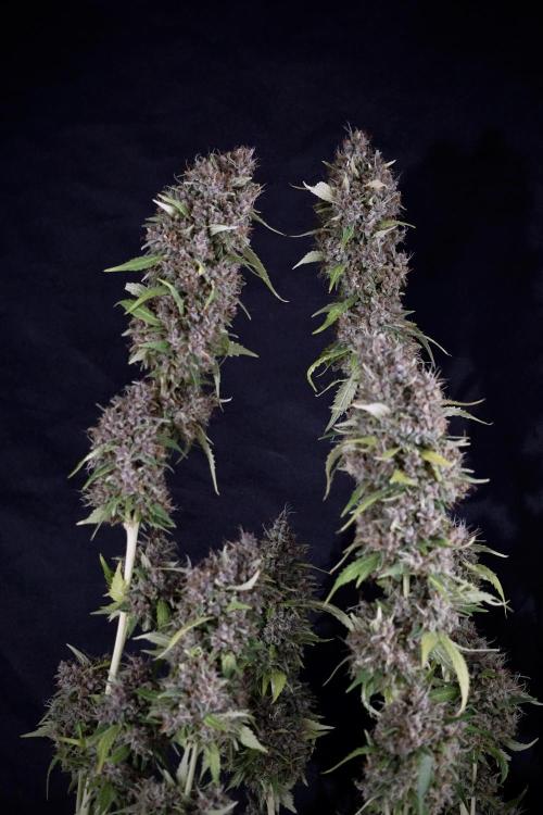 Dognabis 035 Permanent Marker (Zamnesia). Week 14 - PM #1