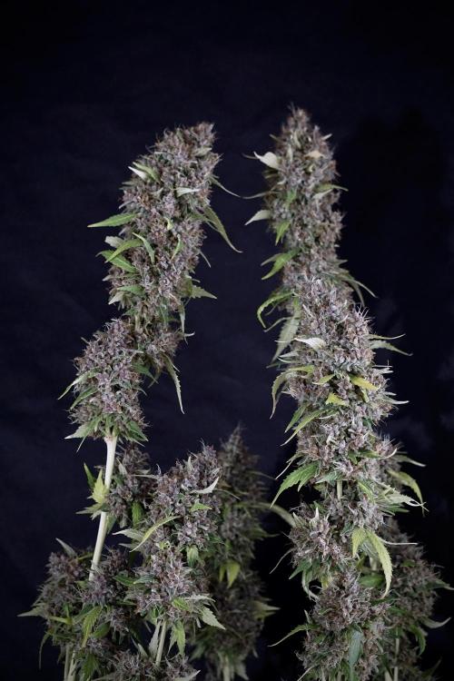 Dognabis 035 Permanent Marker (Zamnesia). Week 14 - PM #1