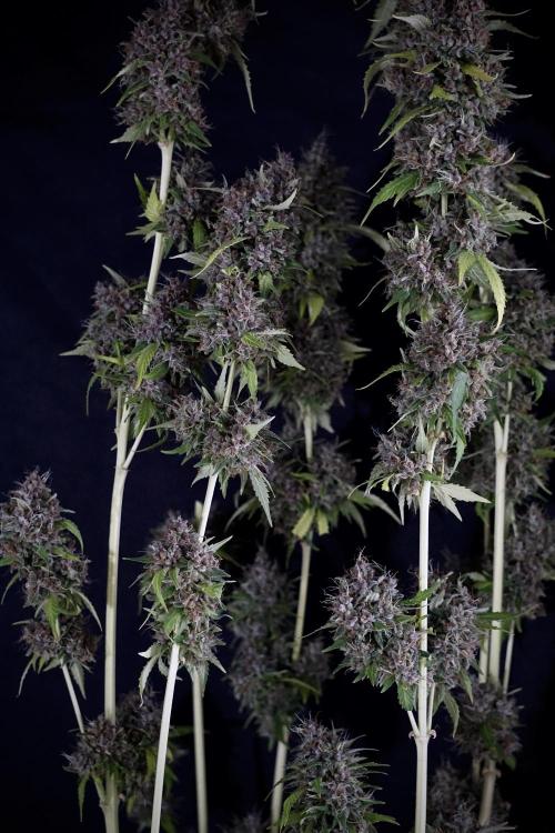 Dognabis 035 Permanent Marker (Zamnesia). Week 14 - PM #1