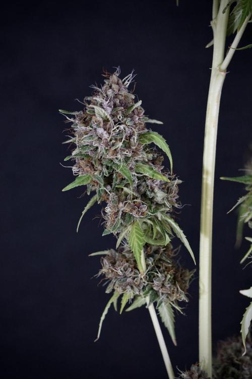 Dognabis 035 Permanent Marker (Zamnesia). Week 14 - PM #1