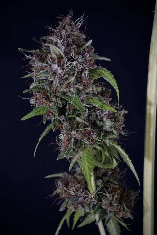 Dognabis 035 Permanent Marker (Zamnesia). Week 14 - PM #1