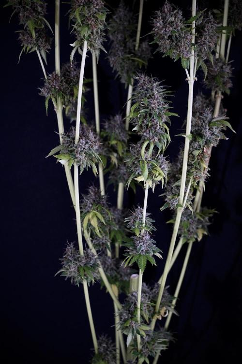 Dognabis 035 Permanent Marker (Zamnesia). Week 14 - PM #1