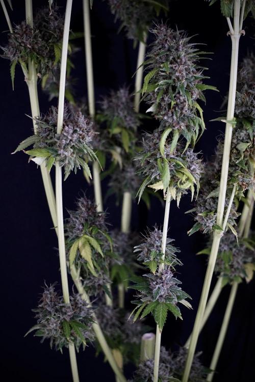 Dognabis 035 Permanent Marker (Zamnesia). Week 14 - PM #1