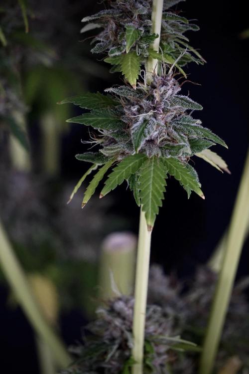 Dognabis 035 Permanent Marker (Zamnesia). Week 14 - PM #1