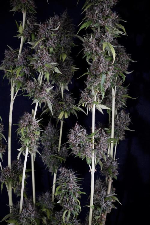 Dognabis 035 Permanent Marker (Zamnesia). Week 14 - PM #1