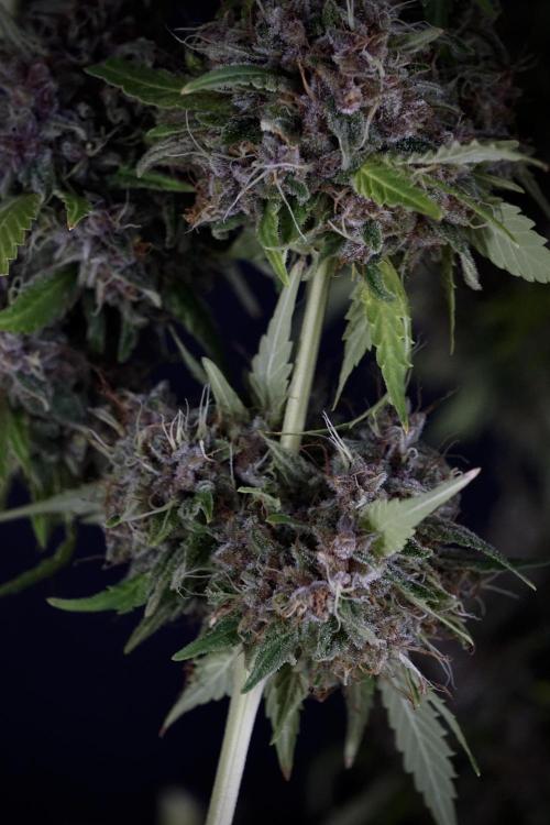 Dognabis 035 Permanent Marker (Zamnesia). Week 14 - PM #1