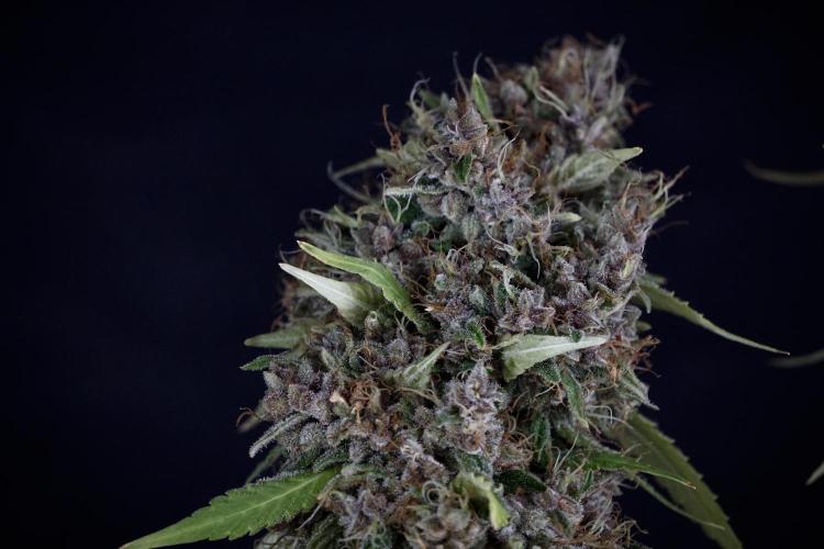 Dognabis 035 Permanent Marker (Zamnesia). Week 14 - PM #1