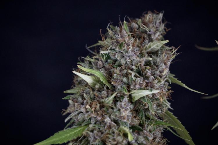 Dognabis 035 Permanent Marker (Zamnesia). Week 14 - PM #1