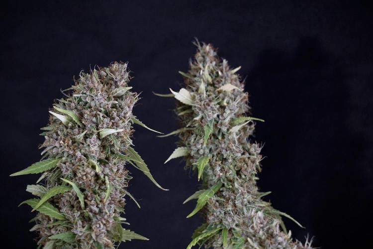 Dognabis 035 Permanent Marker (Zamnesia). Week 14 - PM #1