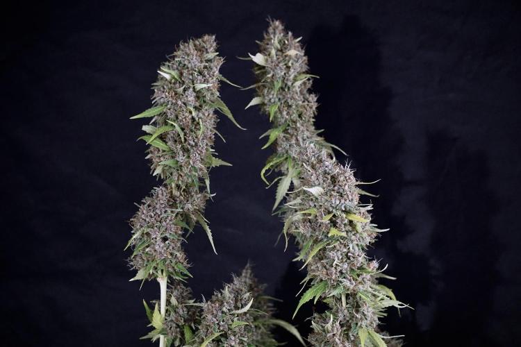 Dognabis 035 Permanent Marker (Zamnesia). Week 14 - PM #1