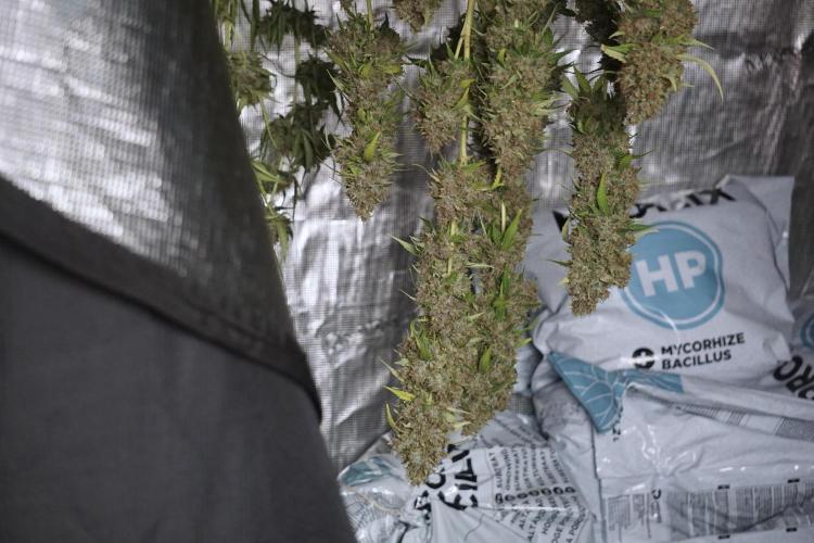 Dognabis 035 Permanent Marker (Zamnesia). Week 14 - PM #1