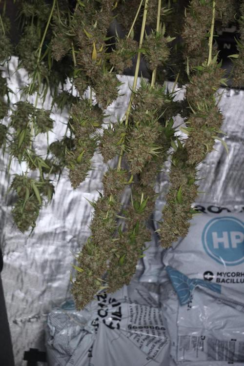 Dognabis 035 Permanent Marker (Zamnesia). Week 14 - PM #1