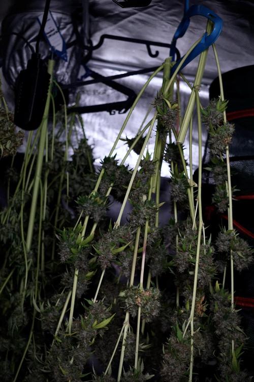 Dognabis 035 Permanent Marker (Zamnesia). Week 14 - PM #1