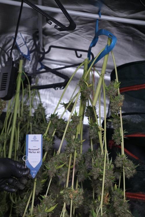 Dognabis 035 Permanent Marker (Zamnesia). Week 14 - PM #1