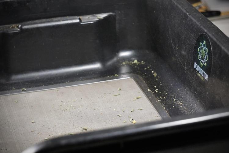 Dognabis 035 Permanent Marker (Zamnesia). Week 14 - PM #1