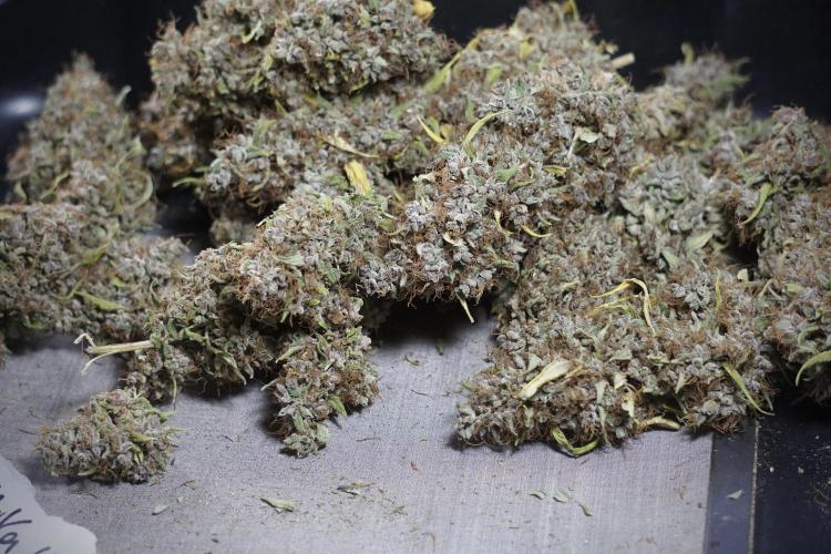 Dognabis 035 Permanent Marker (Zamnesia). Week 14 - PM #1