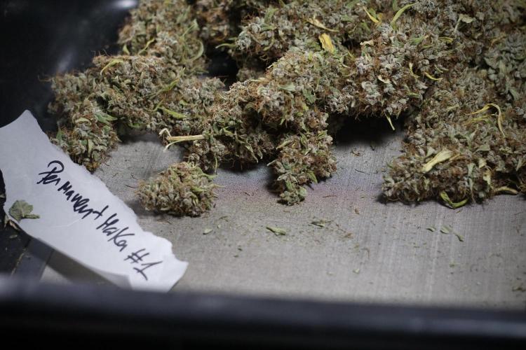 Dognabis 035 Permanent Marker (Zamnesia). Week 14 - PM #1