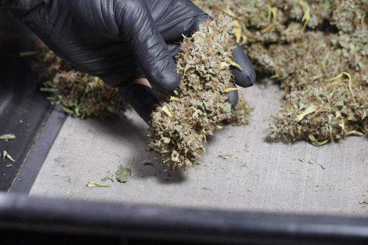 Dognabis 035 Permanent Marker (Zamnesia). Week 14 - PM #1