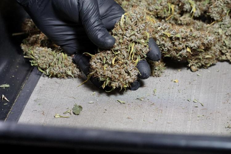 Dognabis 035 Permanent Marker (Zamnesia). Week 14 - PM #1