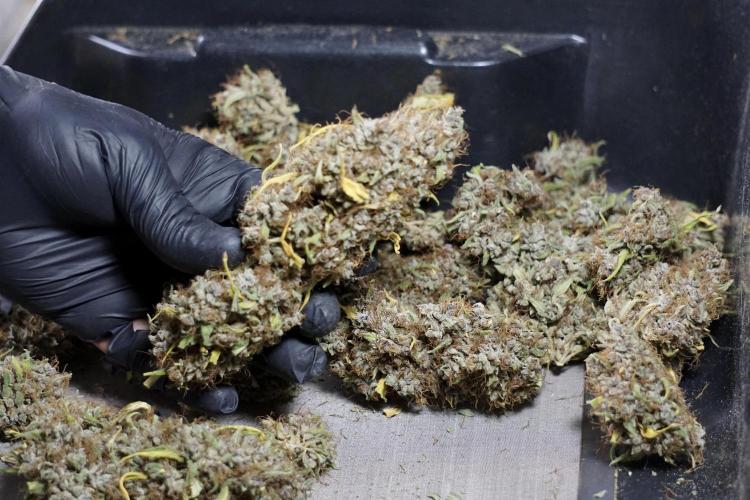 Dognabis 035 Permanent Marker (Zamnesia). Week 14 - PM #1