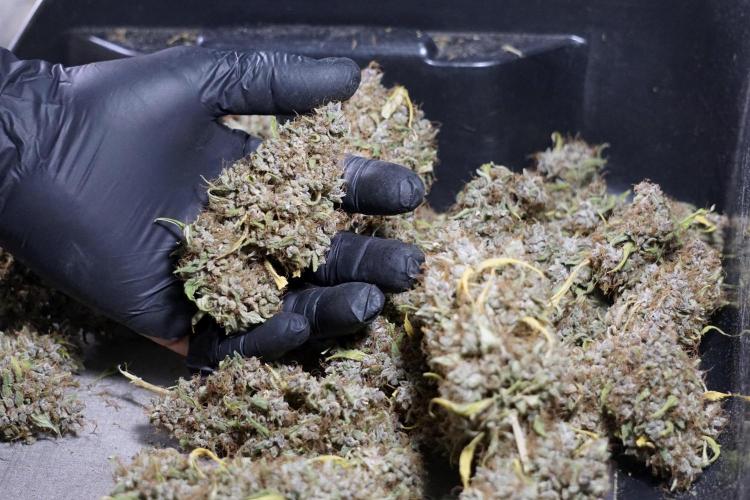 Dognabis 035 Permanent Marker (Zamnesia). Week 14 - PM #1